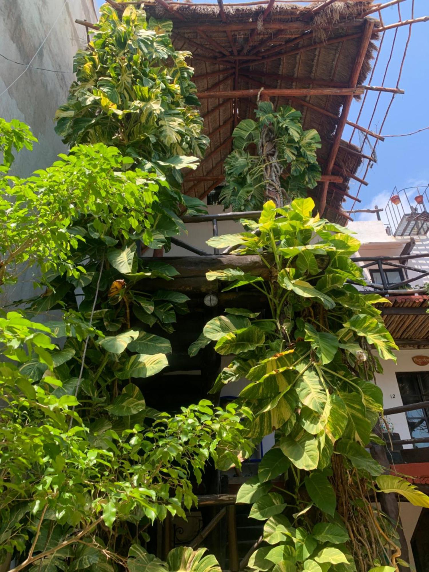 Casa Caribe Cancún Extérieur photo A green wall in Mexico City